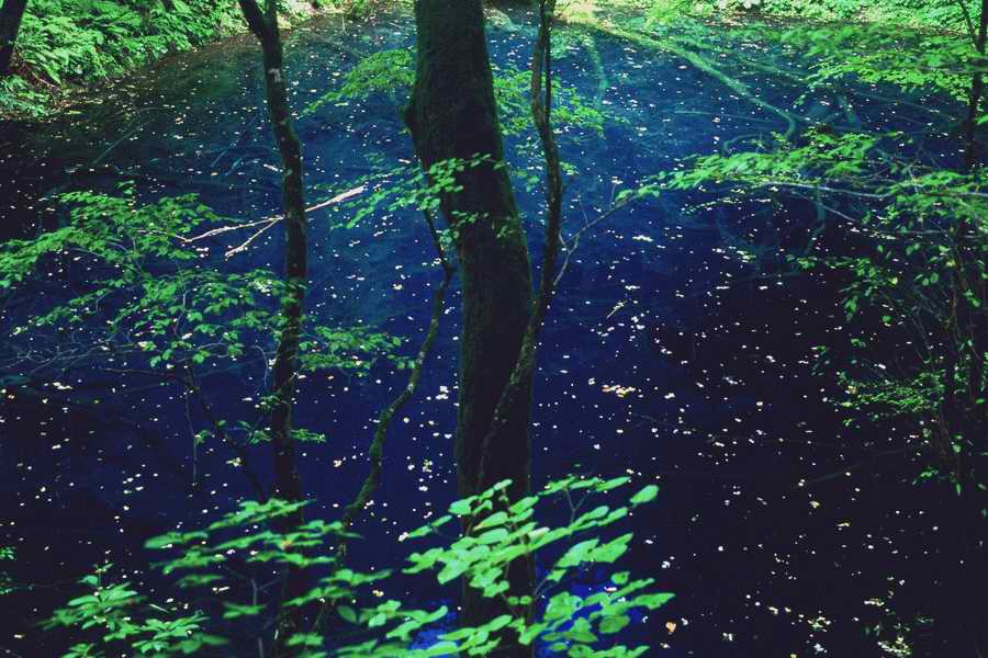 The Earths Natured Treasure - Shibvisi ></a>
<script language=JavaScript> 
  var txt = 