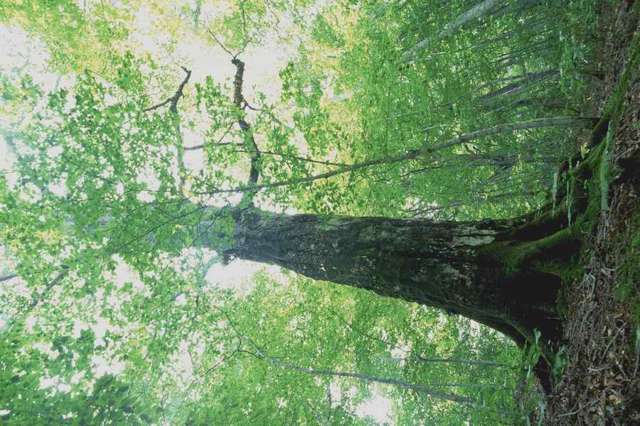 The Earths Natured Treasure - Shibvisi ></a>
<script language=JavaScript> 
  var txt = 