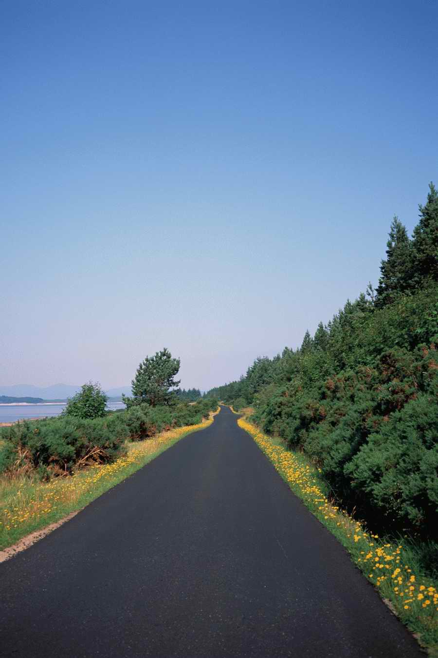 The Poety in the Pastorale - Shibvisi ></a>
<script language=JavaScript> 
  var txt = 