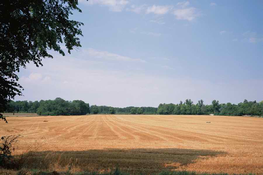 The Poety in the Pastorale - Shibvisi ></a>
<script language=JavaScript> 
  var txt = 