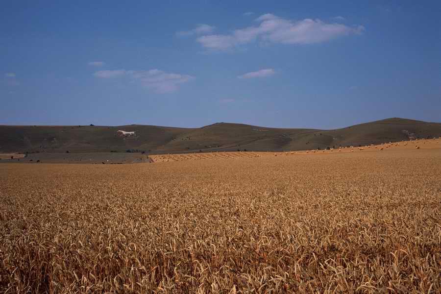 The Poety in the Pastorale - Shibvisi ></a>
<script language=JavaScript> 
  var txt = 
