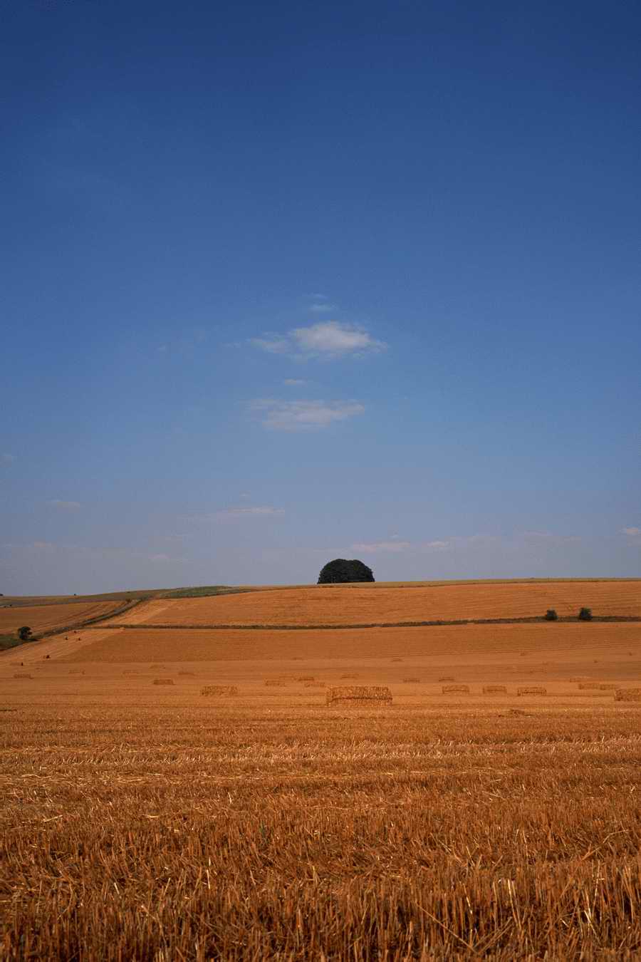 The Poety in the Pastorale - Shibvisi ></a>
<script language=JavaScript> 
  var txt = 