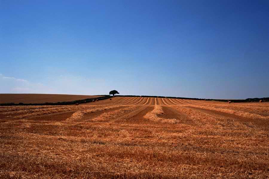 The Poety in the Pastorale - Shibvisi ></a>
<script language=JavaScript> 
  var txt = 