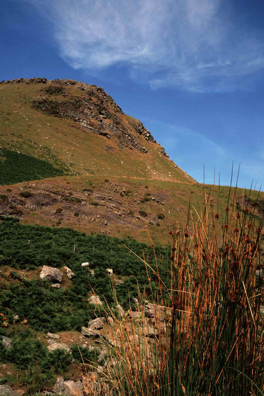 The Poety in the Pastorale - Shibvisi ></a>
<script language=JavaScript> 
  var txt = 