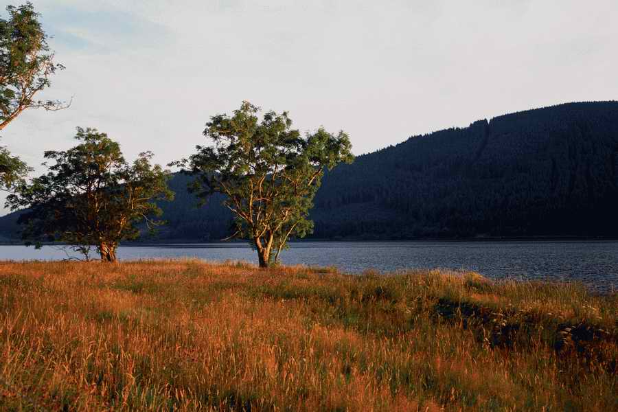 The Poety in the Pastorale - Shibvisi ></a>
<script language=JavaScript> 
  var txt = 