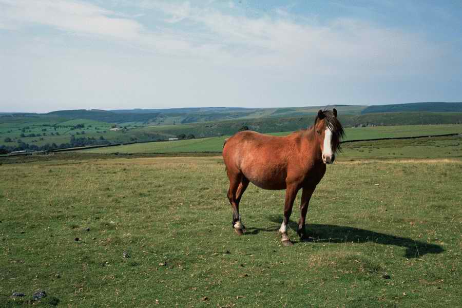 The Poety in the Pastorale - Shibvisi ></a>
<script language=JavaScript> 
  var txt = 