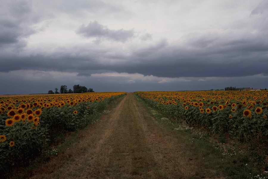 The Poety in the Pastorale - Shibvisi ></a>
<script language=JavaScript> 
  var txt = 