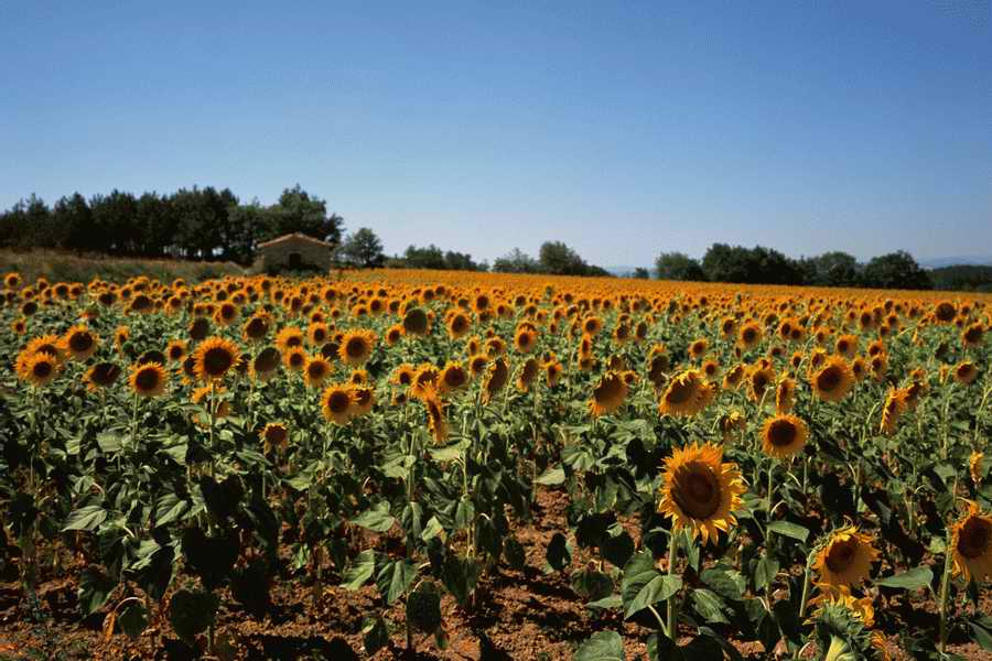 The Poety in the Pastorale - Shibvisi ></a>
<script language=JavaScript> 
  var txt = 