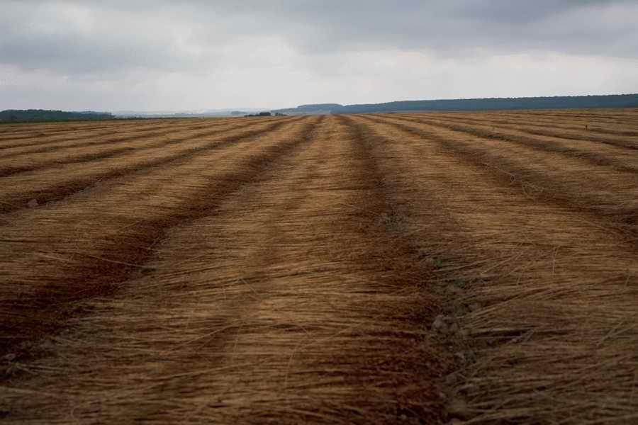 The Poety in the Pastorale - Shibvisi ></a>
<script language=JavaScript> 
  var txt = 