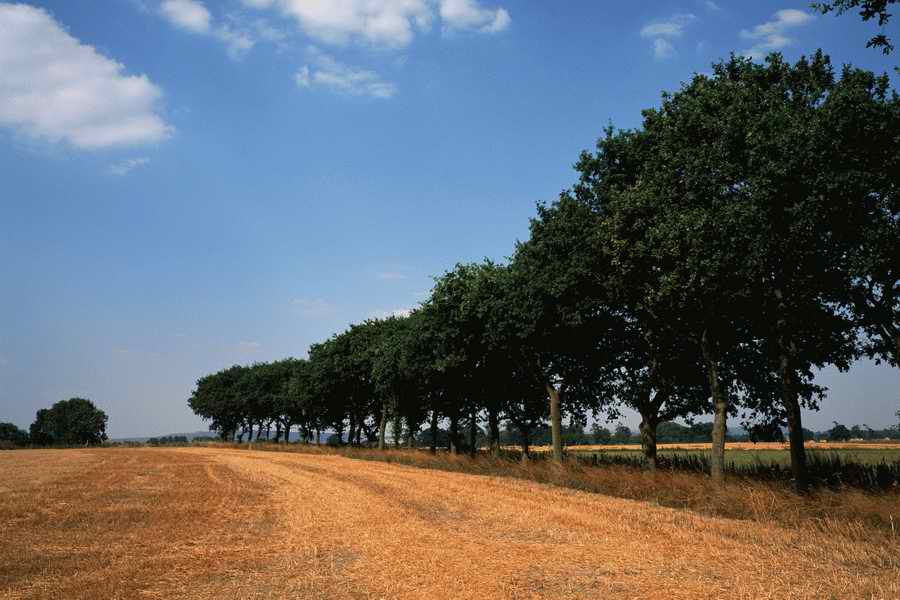 The Poety in the Pastorale - Shibvisi ></a>
<script language=JavaScript> 
  var txt = 