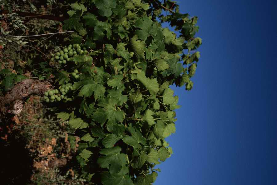 The Poety in the Pastorale - Shibvisi ></a>
<script language=JavaScript> 
  var txt = 
