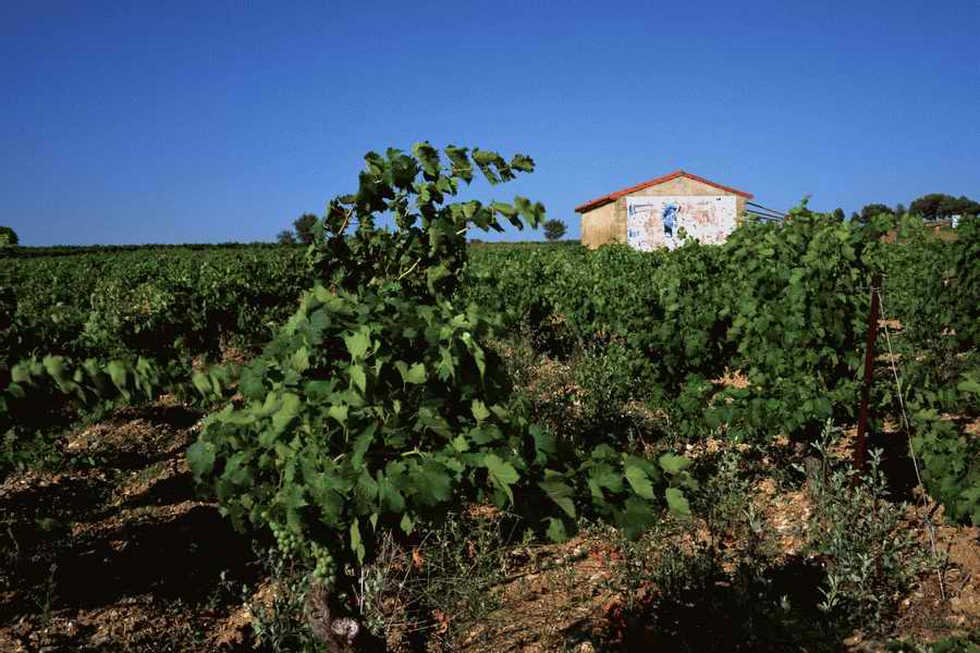 The Poety in the Pastorale - Shibvisi ></a>
<script language=JavaScript> 
  var txt = 