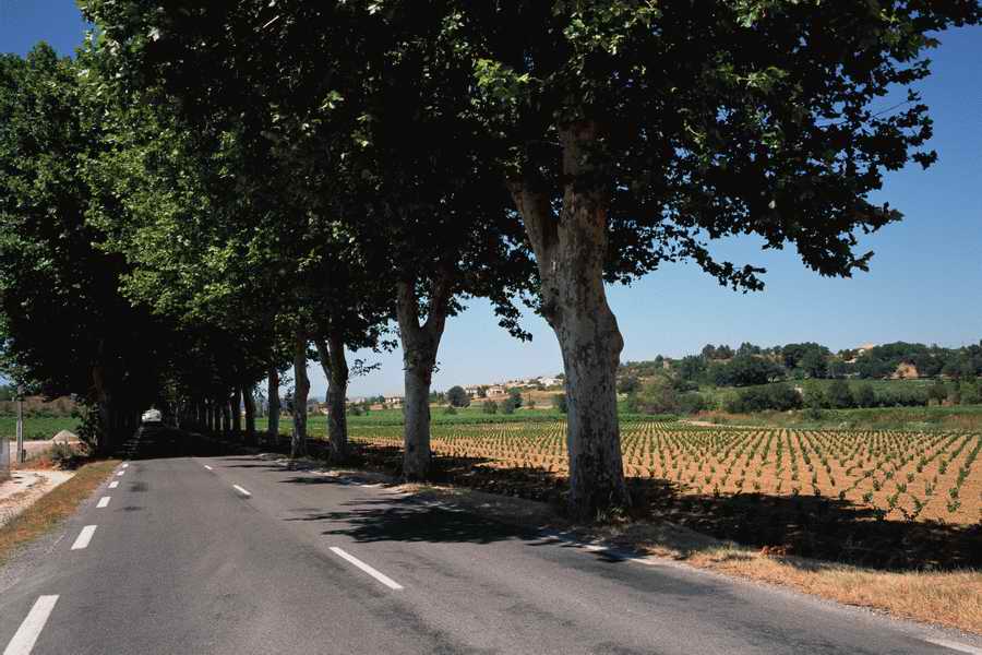 The Poety in the Pastorale - Shibvisi ></a>
<script language=JavaScript> 
  var txt = 