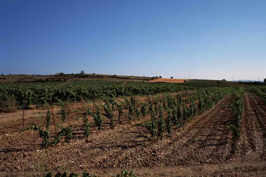 The Poety in the Pastorale - Shibvisi ></a>
<script language=JavaScript> 
  var txt = 