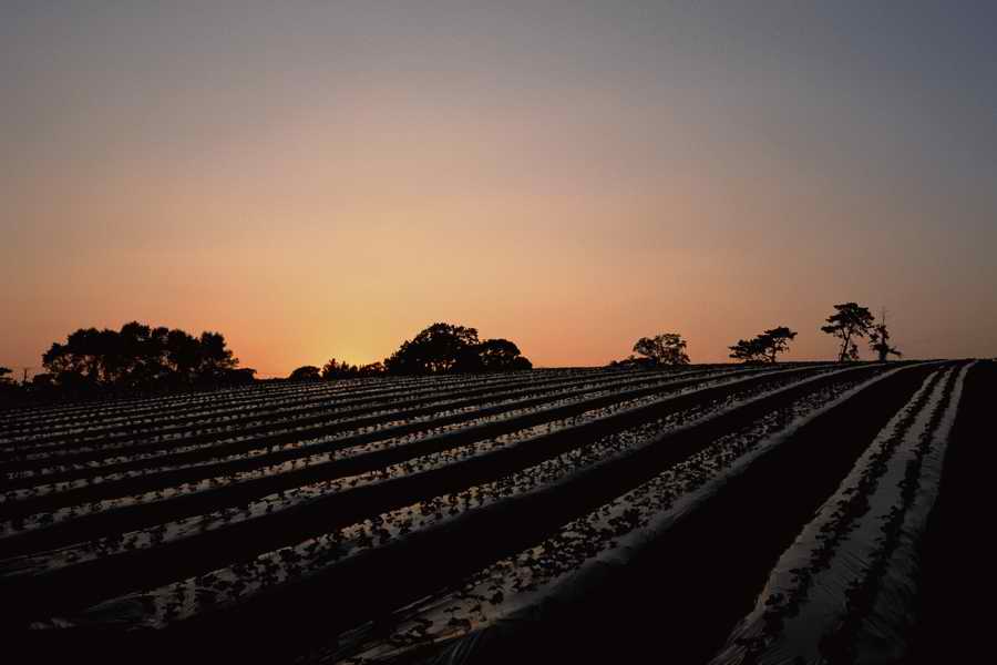 The Poety in the Pastorale - Shibvisi ></a>
<script language=JavaScript> 
  var txt = 