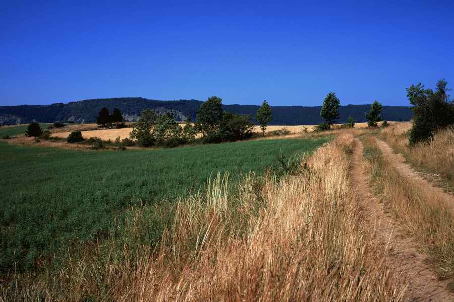 The Poety in the Pastorale - Shibvisi ></a>
<script language=JavaScript> 
  var txt = 