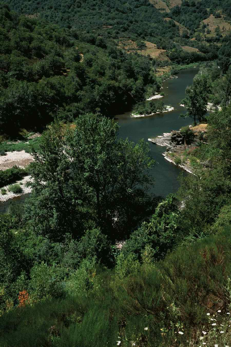 The Poety in the Pastorale - Shibvisi ></a>
<script language=JavaScript> 
  var txt = 
