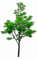 TenkeiKoubou: Trees and Shrubs 2 