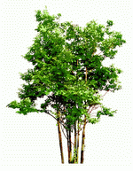 TenkeiKoubou: Trees and Shrubs 2 