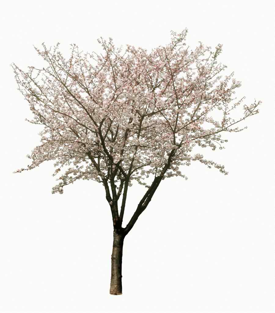 Trees and Shrubs 2 - TenkeiKoubou ></a>
<script language=JavaScript> 
  var txt = 