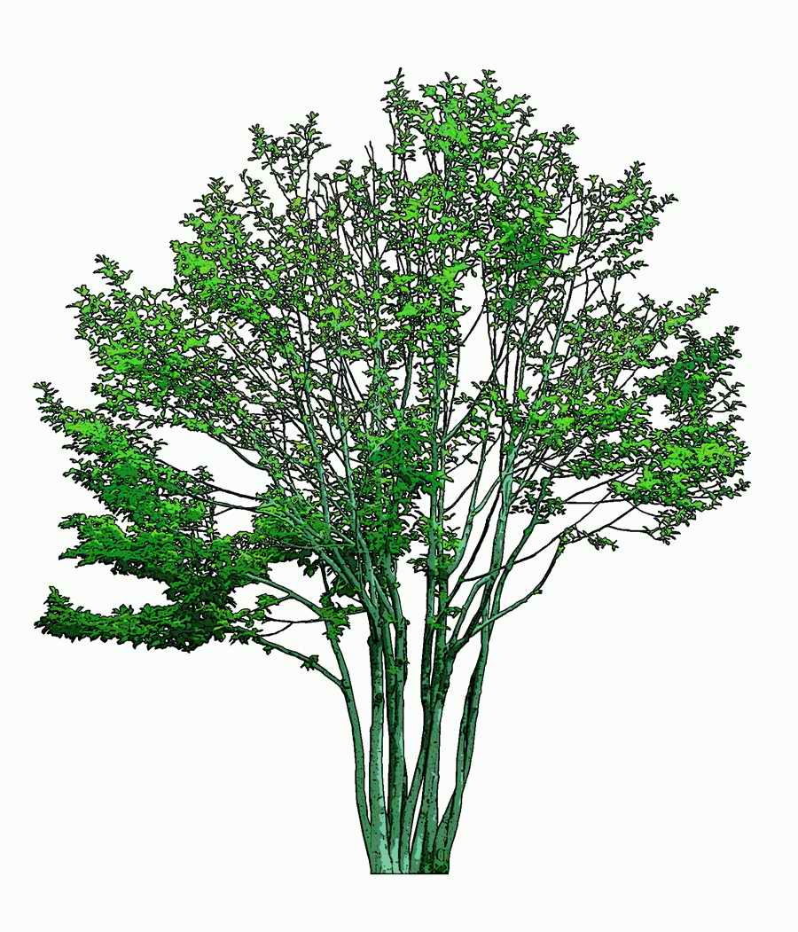 Trees and Shrubs 2 - TenkeiKoubou ></a>
<script language=JavaScript> 
  var txt = 