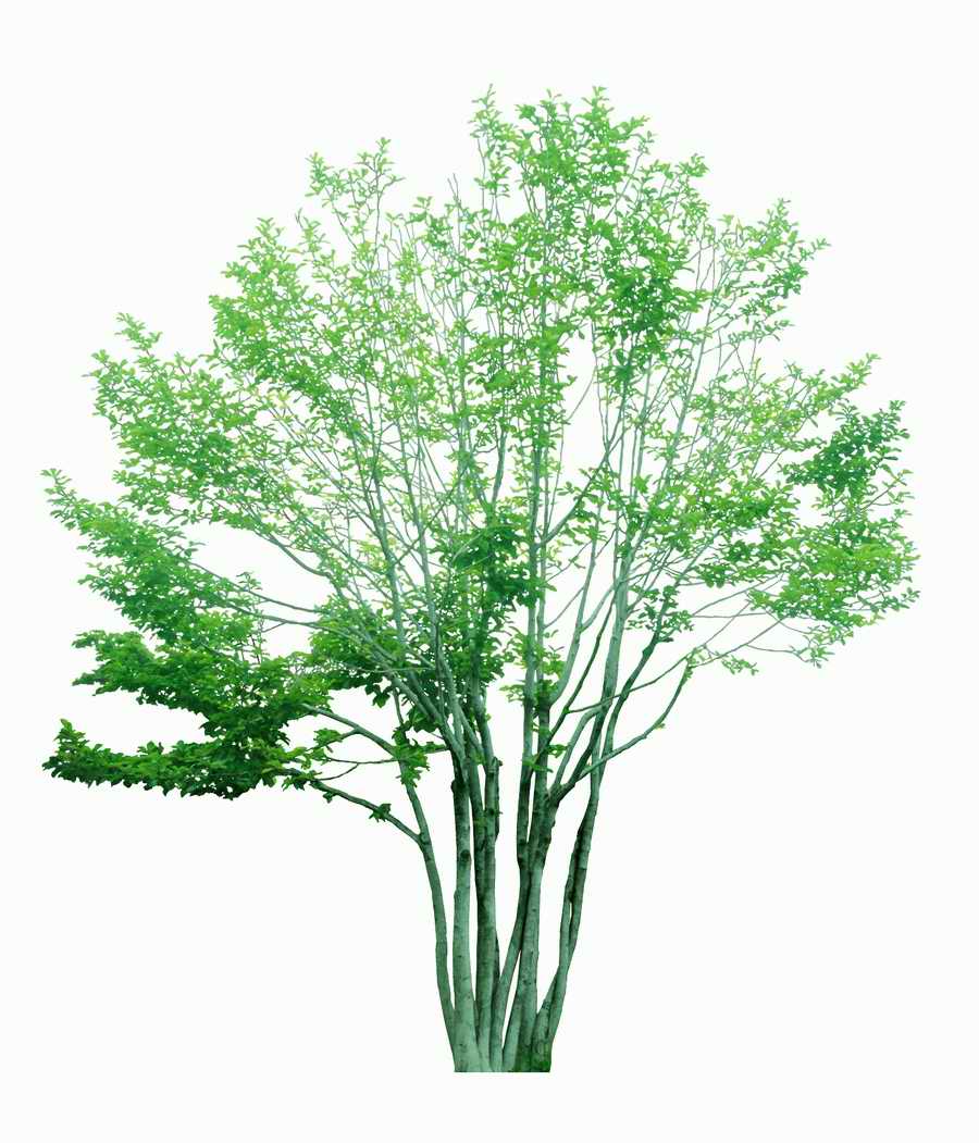 Trees and Shrubs 2 - TenkeiKoubou ></a>
<script language=JavaScript> 
  var txt = 