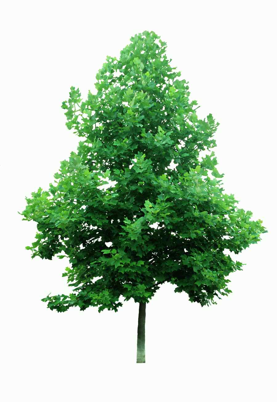 Trees and Shrubs 2 - TenkeiKoubou ></a>
<script language=JavaScript> 
  var txt = 