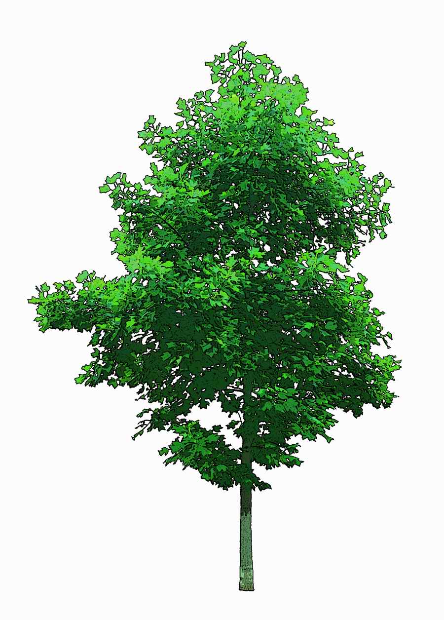Trees and Shrubs 2 - TenkeiKoubou ></a>
<script language=JavaScript> 
  var txt = 