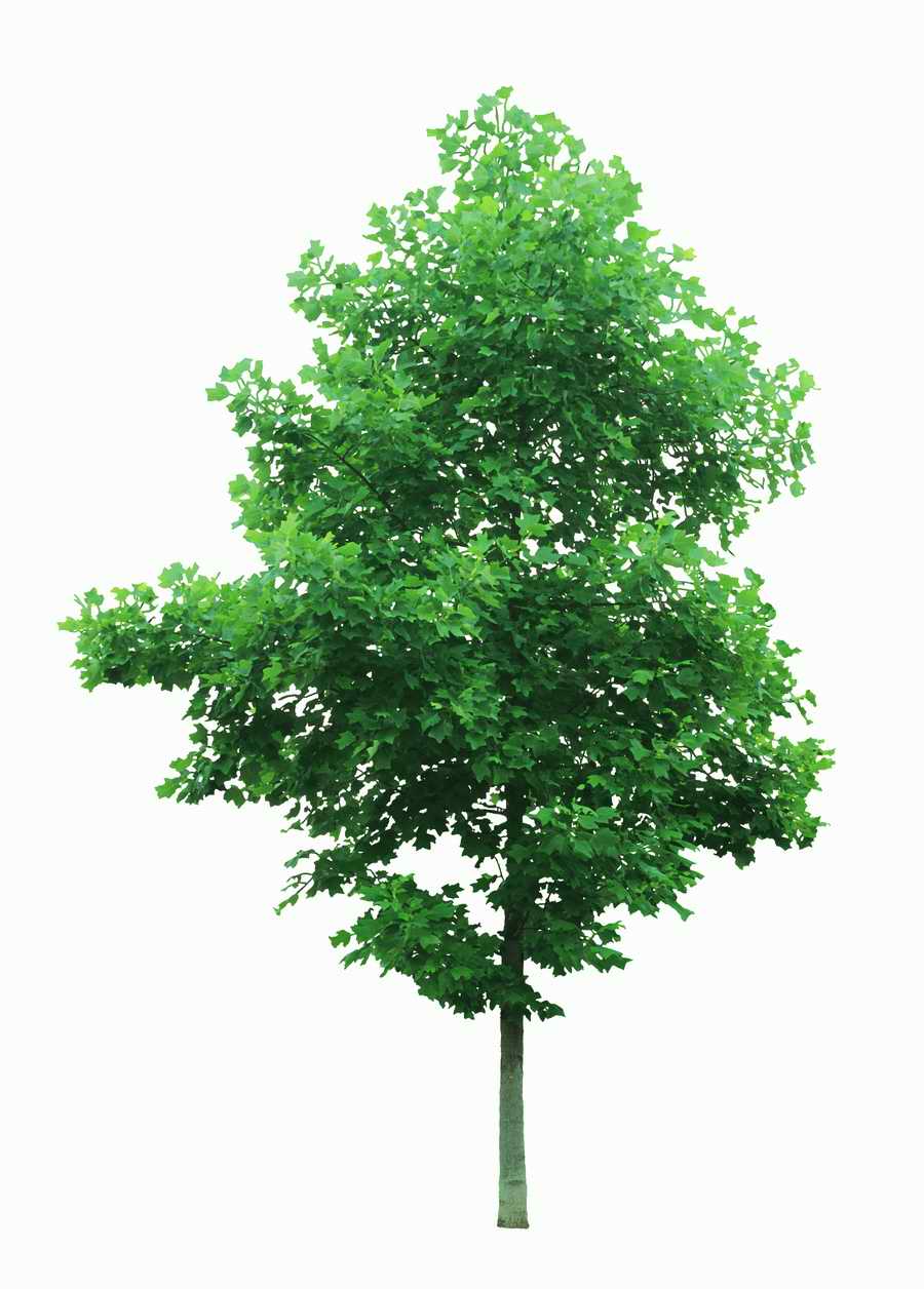 Trees and Shrubs 2 - TenkeiKoubou ></a>
<script language=JavaScript> 
  var txt = 