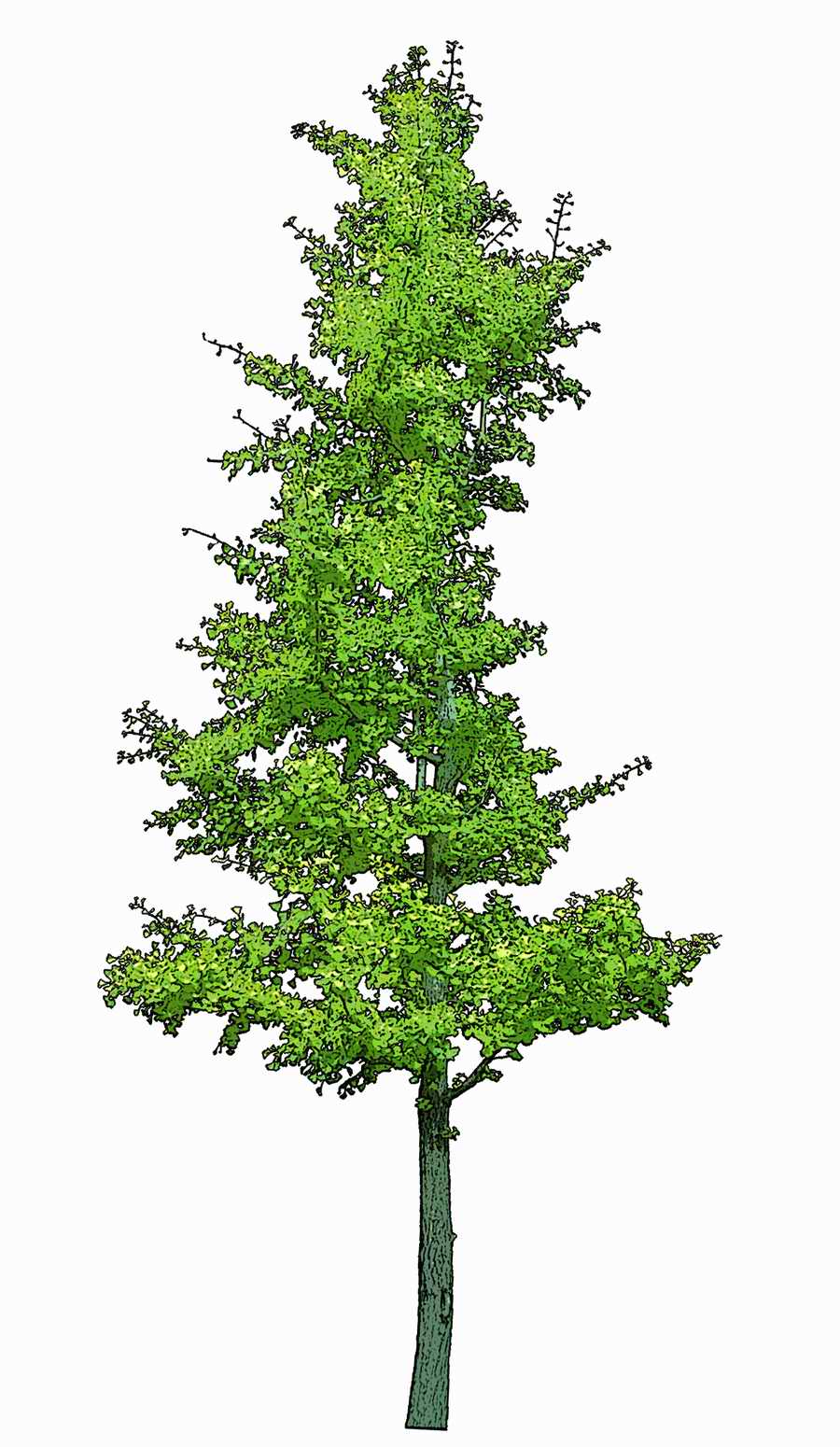 Trees and Shrubs 2 - TenkeiKoubou ></a>
<script language=JavaScript> 
  var txt = 