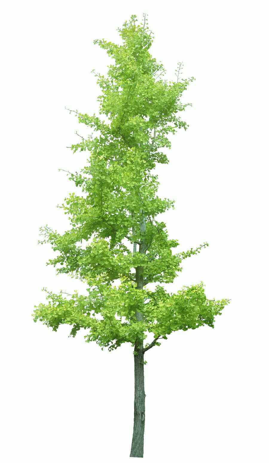 Trees and Shrubs 2 - TenkeiKoubou ></a>
<script language=JavaScript> 
  var txt = 