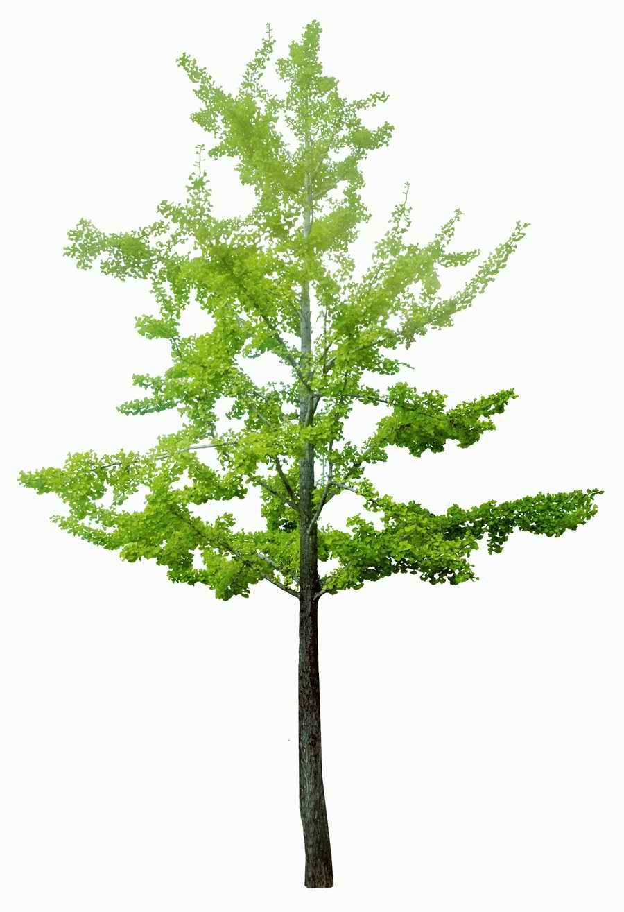 Trees and Shrubs 2 - TenkeiKoubou ></a>
<script language=JavaScript> 
  var txt = 