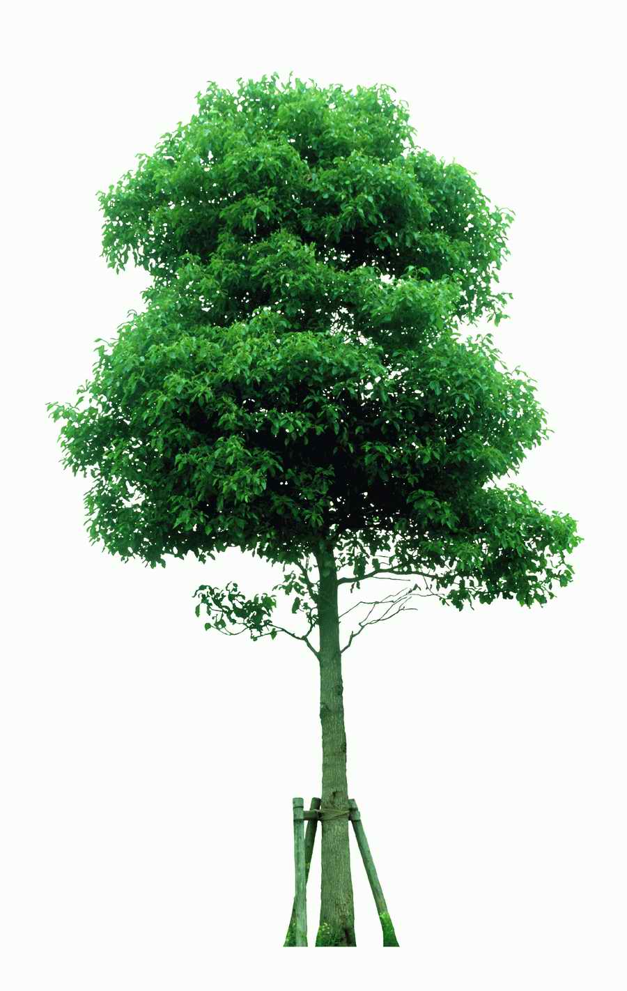 Trees and Shrubs 2 - TenkeiKoubou ></a>
<script language=JavaScript> 
  var txt = 