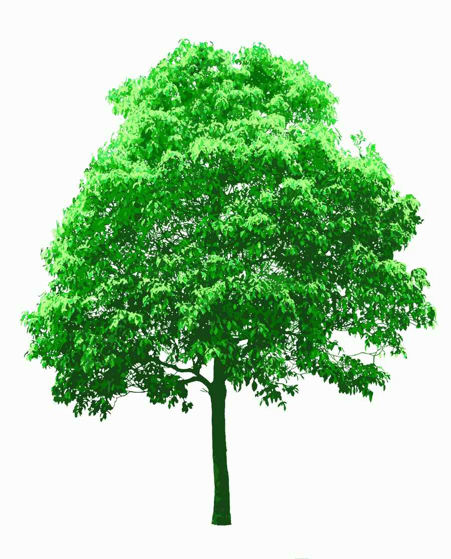 Trees and Shrubs 2 - TenkeiKoubou ></a>
<script language=JavaScript> 
  var txt = 