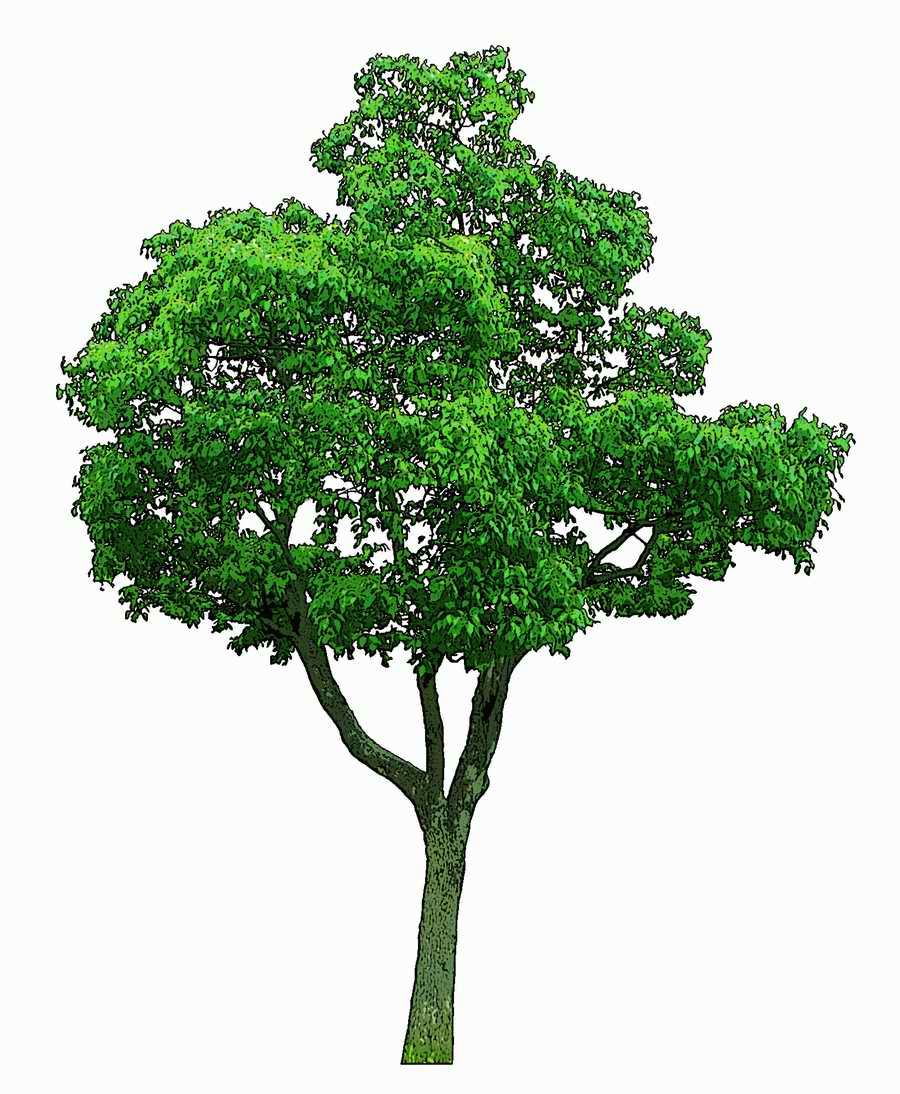 Trees and Shrubs 2 - TenkeiKoubou ></a>
<script language=JavaScript> 
  var txt = 