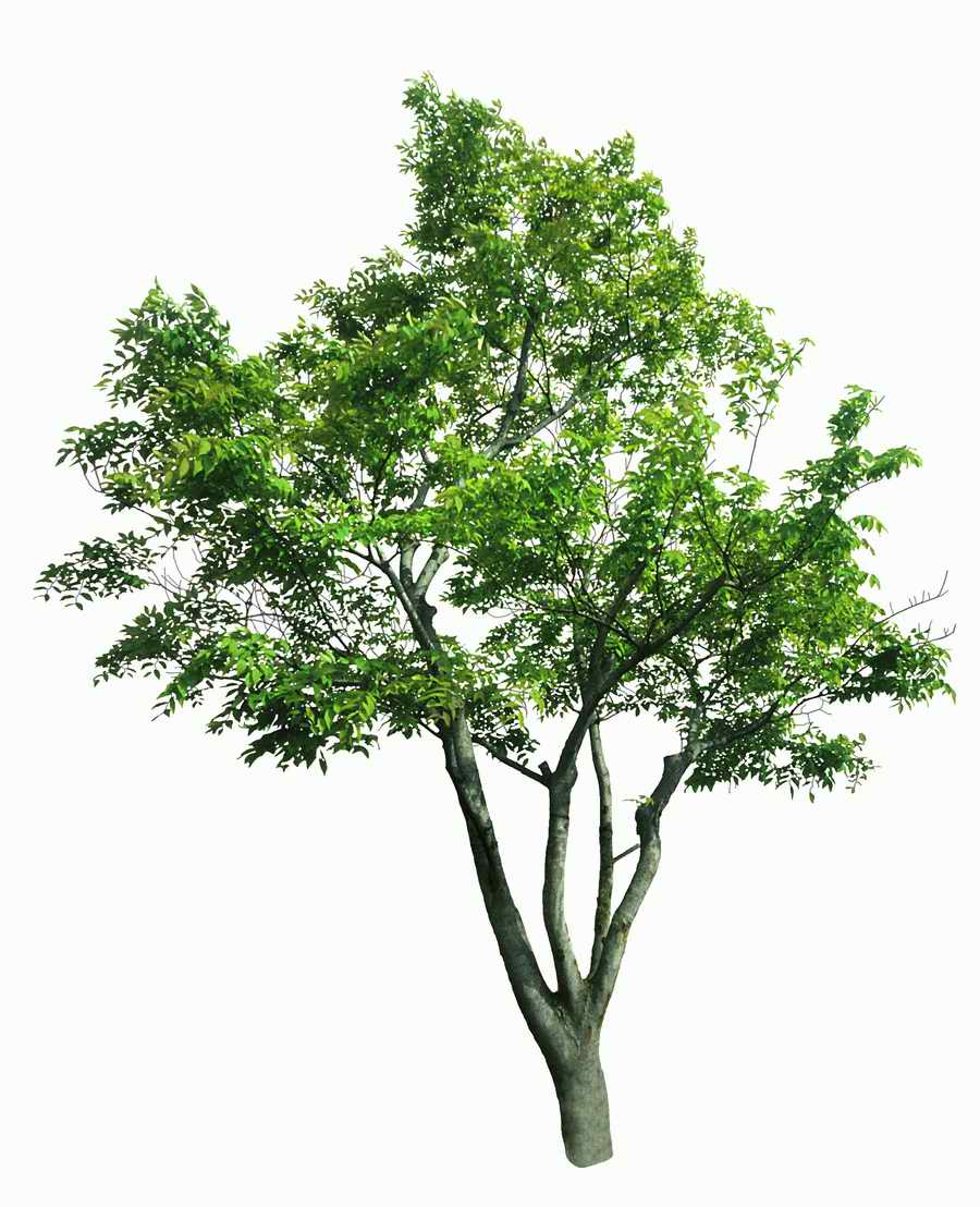 Trees and Shrubs 2 - TenkeiKoubou ></a>
<script language=JavaScript> 
  var txt = 