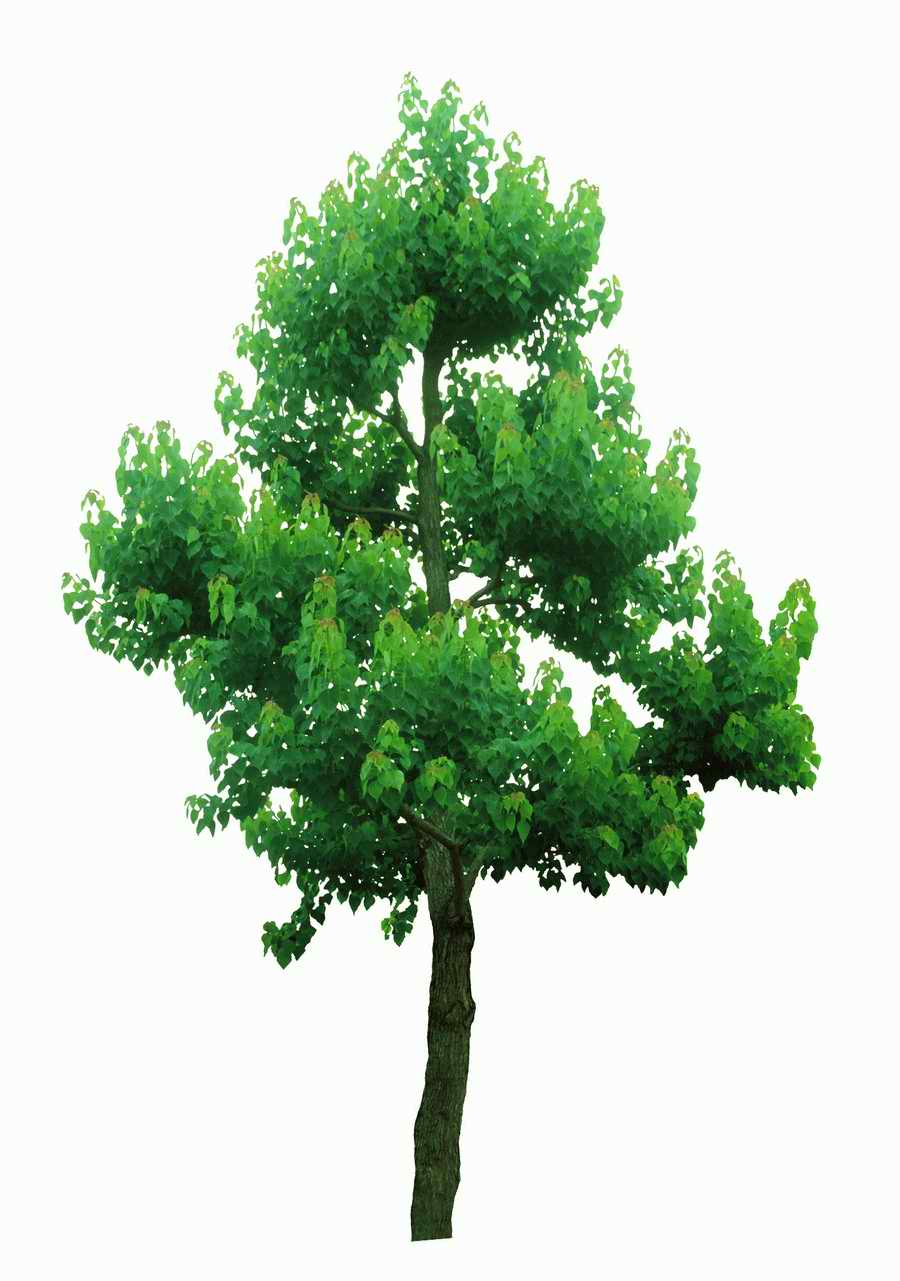 Trees and Shrubs 2 - TenkeiKoubou ></a>
<script language=JavaScript> 
  var txt = 