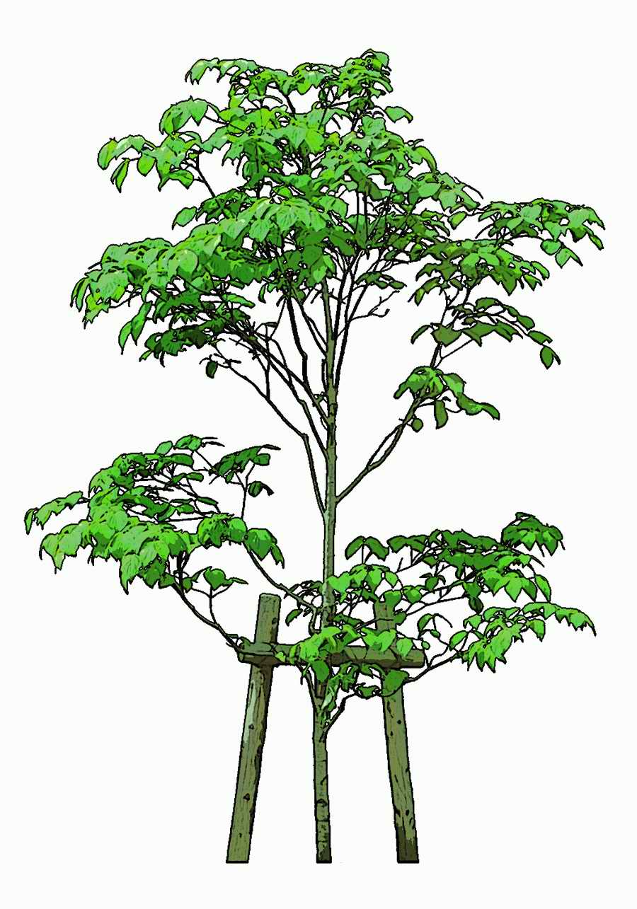 Trees and Shrubs 2 - TenkeiKoubou ></a>
<script language=JavaScript> 
  var txt = 