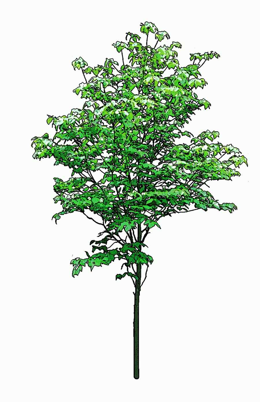 Trees and Shrubs 2 - TenkeiKoubou ></a>
<script language=JavaScript> 
  var txt = 