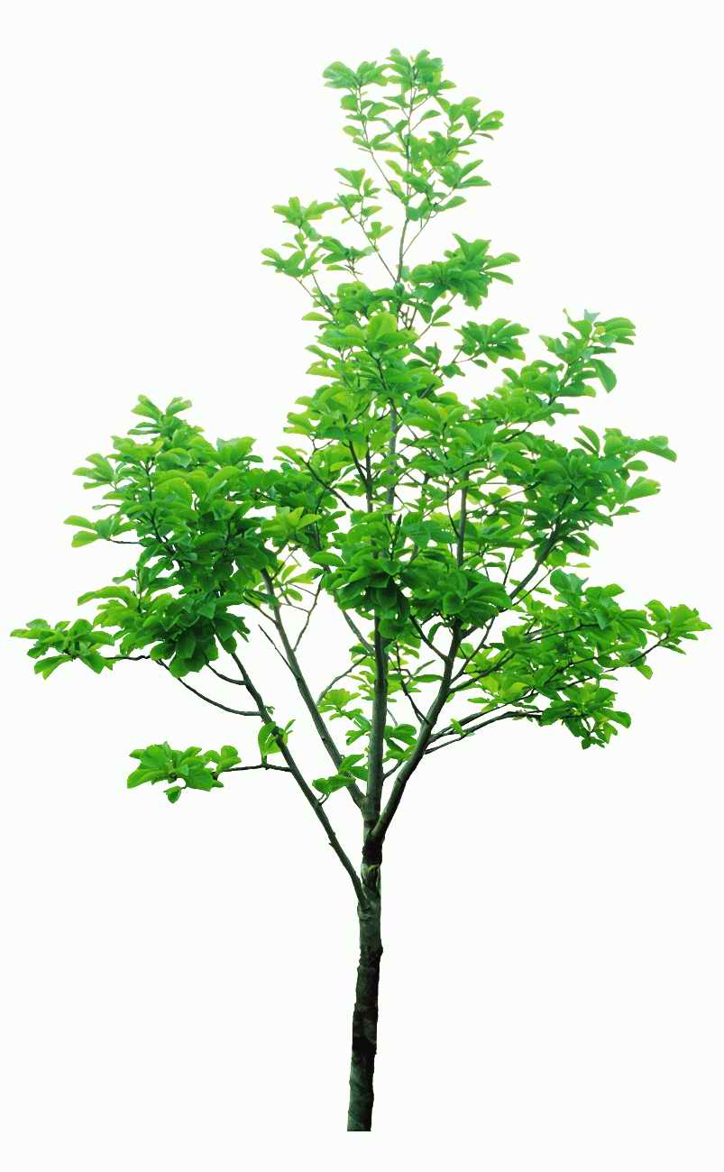 Trees and Shrubs 2 - TenkeiKoubou ></a>
<script language=JavaScript> 
  var txt = 