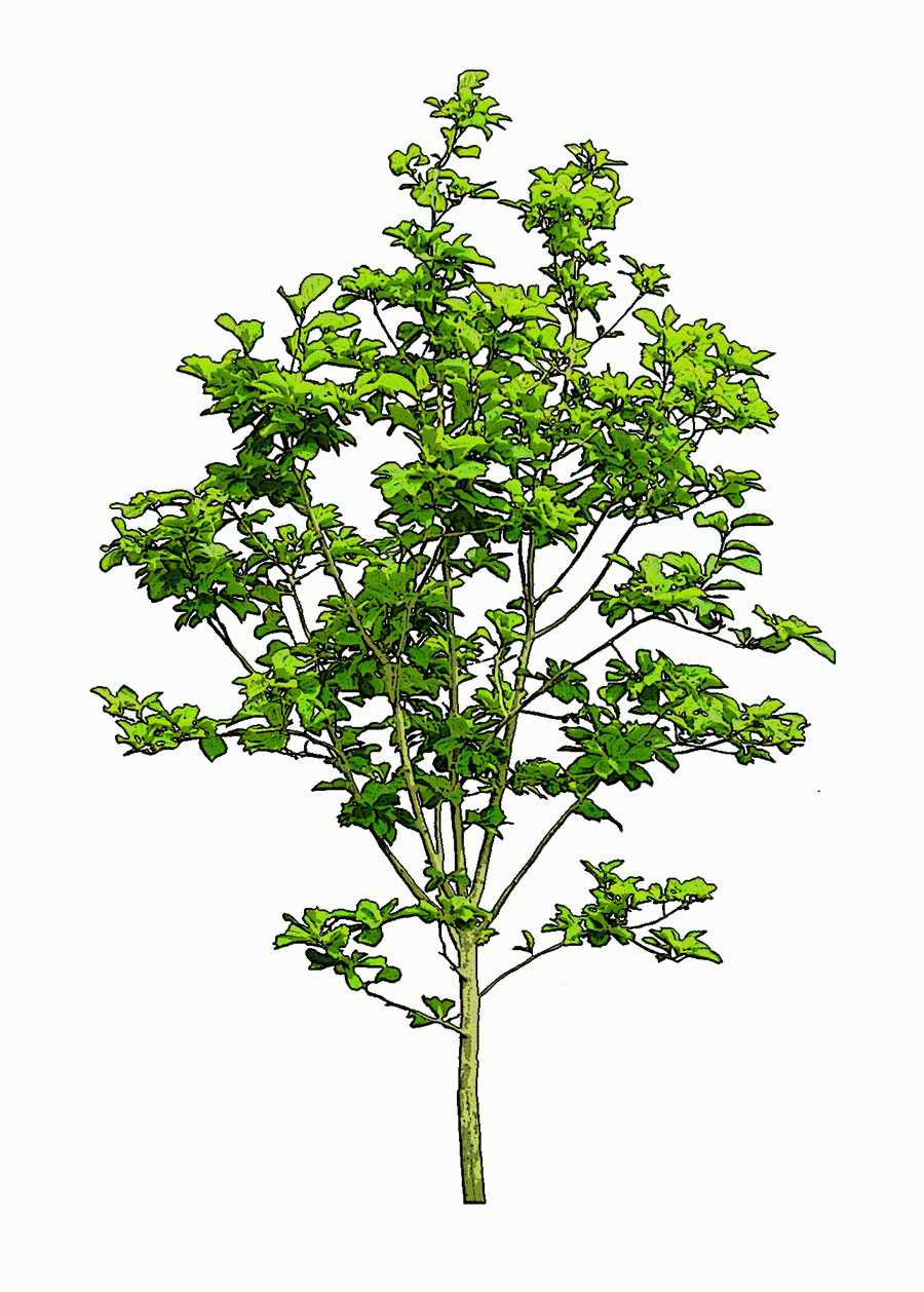 Trees and Shrubs 2 - TenkeiKoubou ></a>
<script language=JavaScript> 
  var txt = 