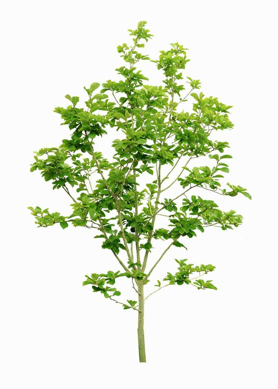 Trees and Shrubs 2 - TenkeiKoubou ></a>
<script language=JavaScript> 
  var txt = 