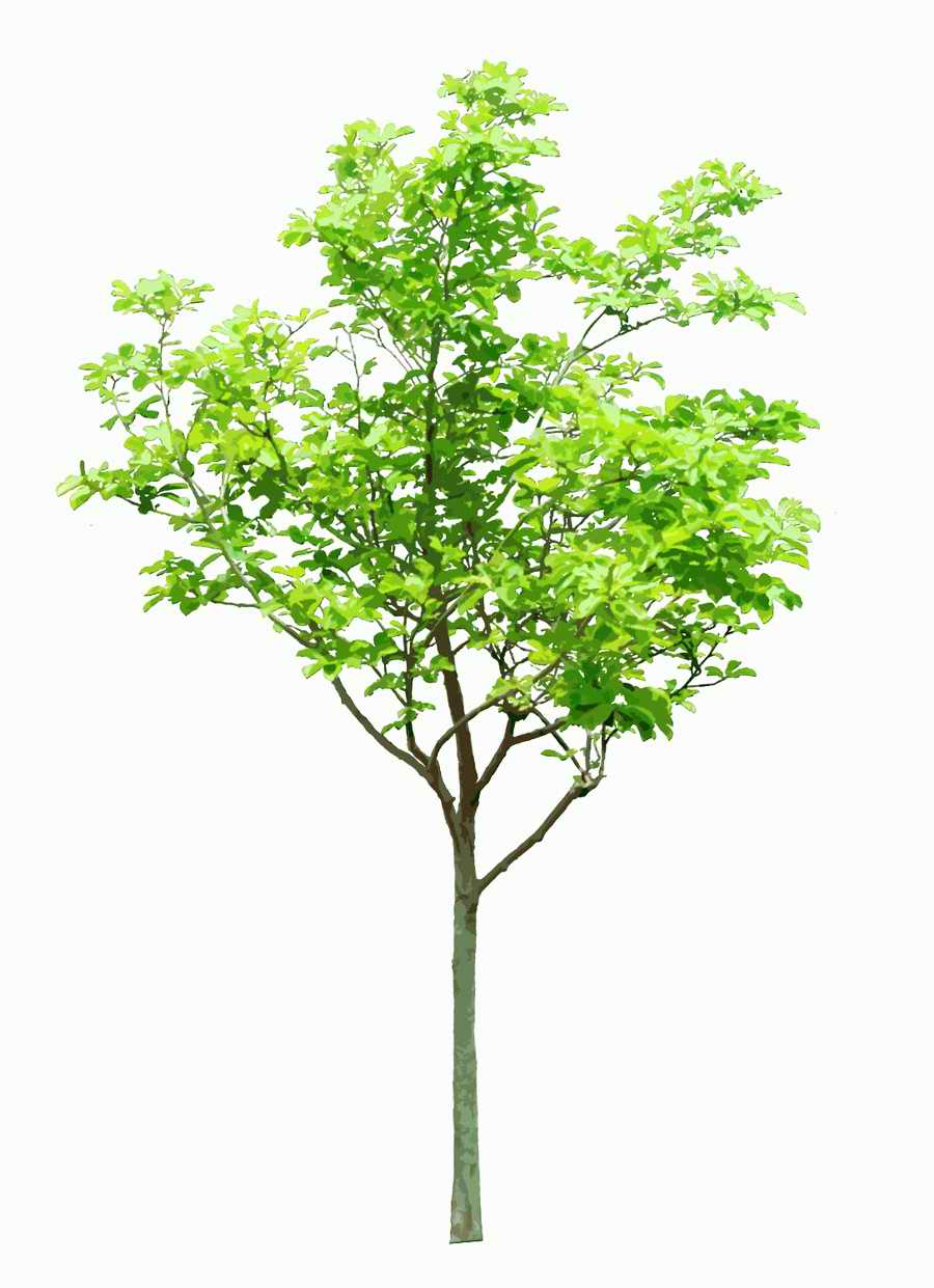 Trees and Shrubs 2 - TenkeiKoubou ></a>
<script language=JavaScript> 
  var txt = 