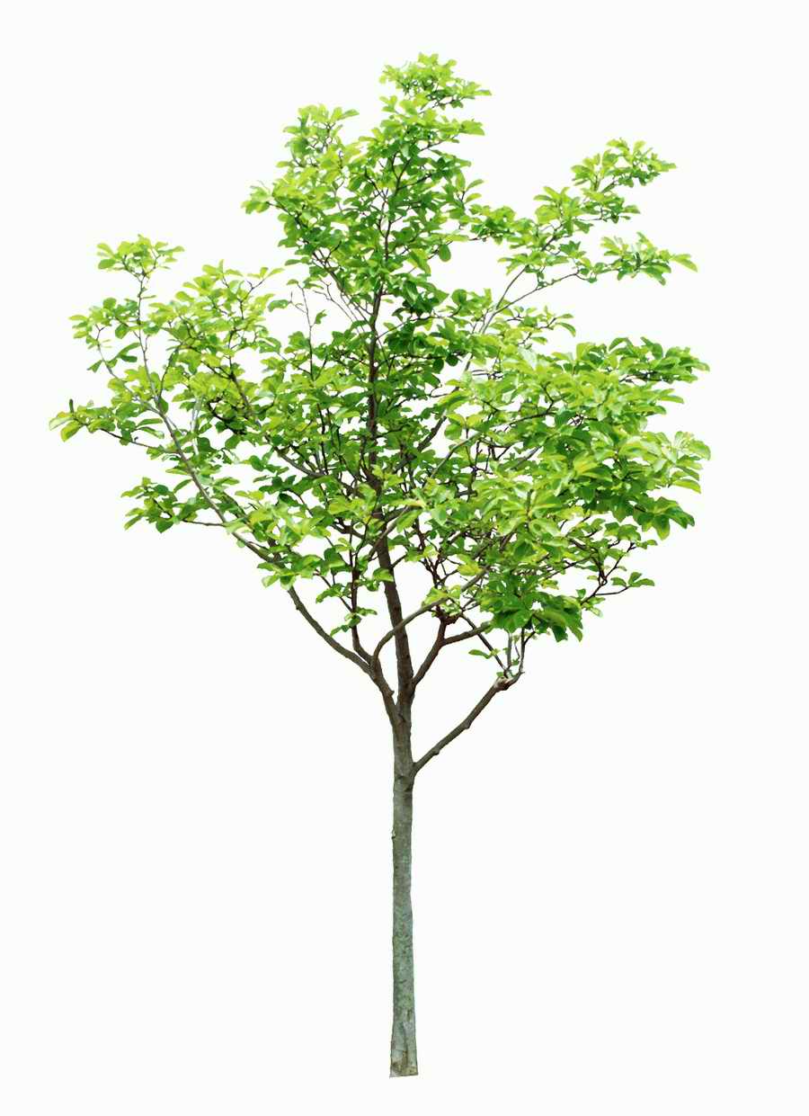 Trees and Shrubs 2 - TenkeiKoubou ></a>
<script language=JavaScript> 
  var txt = 