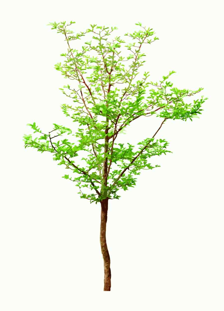 Trees and Shrubs 2 - TenkeiKoubou ></a>
<script language=JavaScript> 
  var txt = 