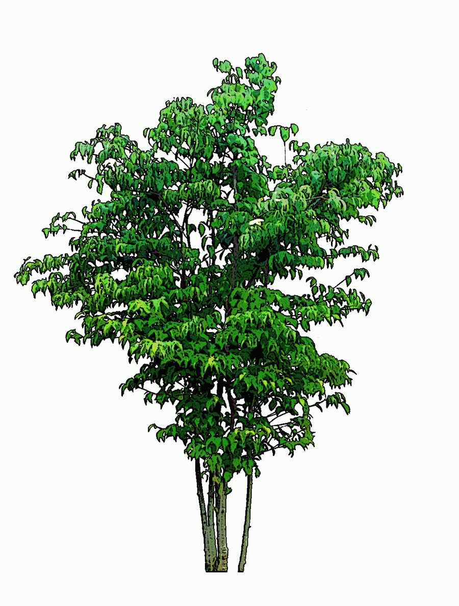 Trees and Shrubs 2 - TenkeiKoubou ></a>
<script language=JavaScript> 
  var txt = 