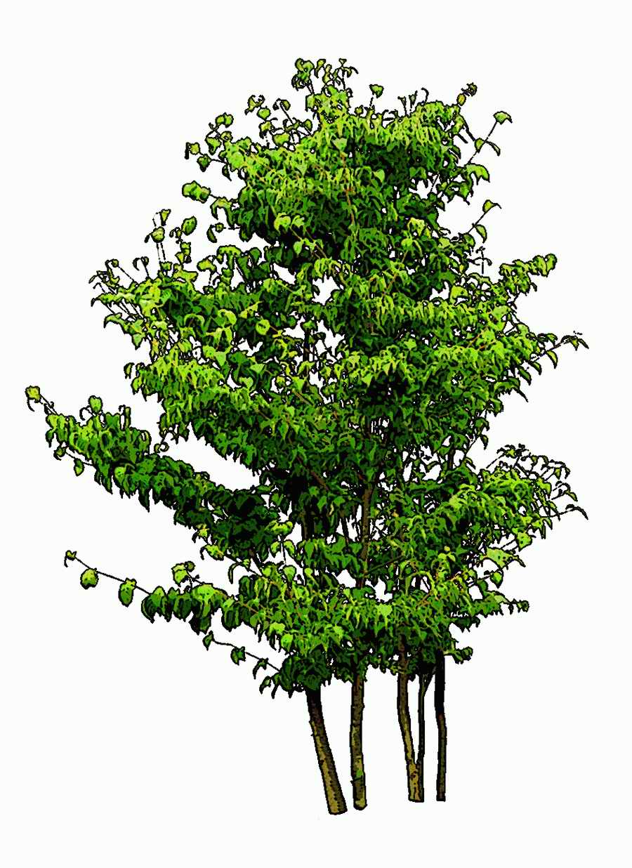 Trees and Shrubs 2 - TenkeiKoubou ></a>
<script language=JavaScript> 
  var txt = 