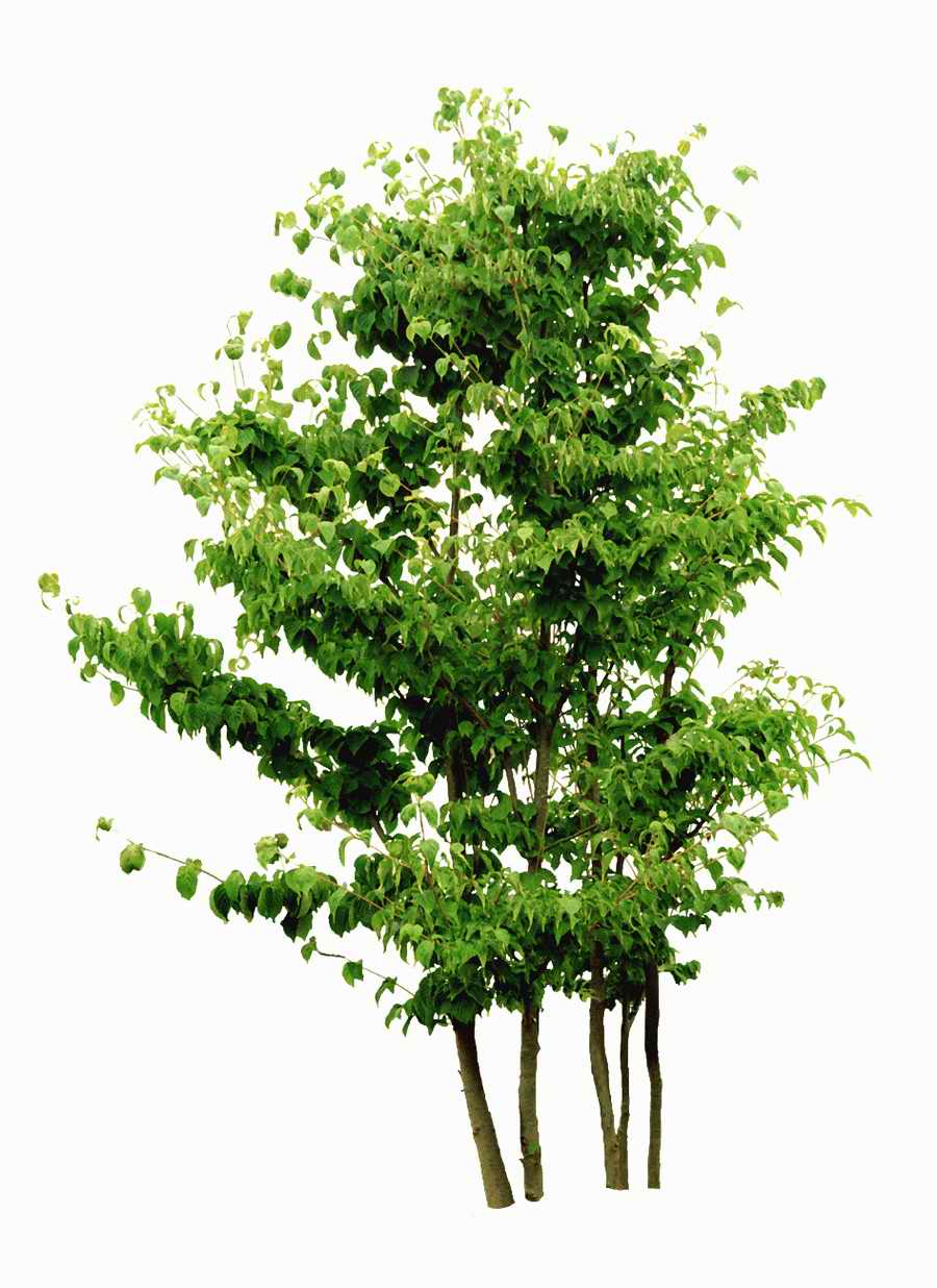 Trees and Shrubs 2 - TenkeiKoubou ></a>
<script language=JavaScript> 
  var txt = 