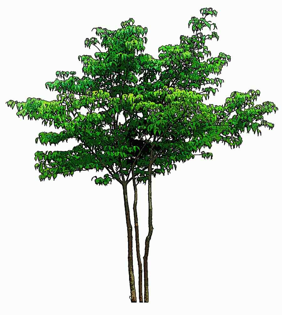 Trees and Shrubs 2 - TenkeiKoubou ></a>
<script language=JavaScript> 
  var txt = 