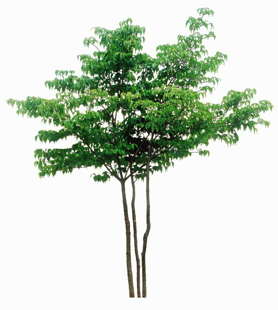 Trees and Shrubs 2 - TenkeiKoubou ></a>
<script language=JavaScript> 
  var txt = 